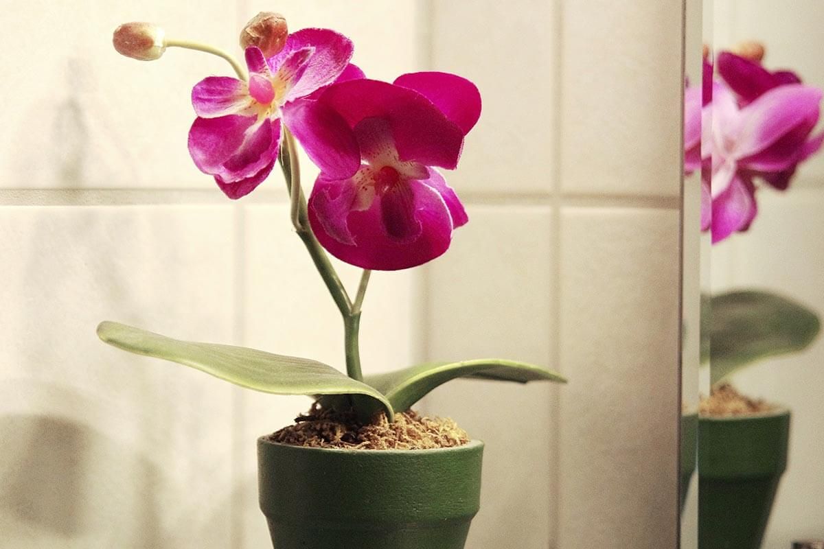 Orchidee im Bad