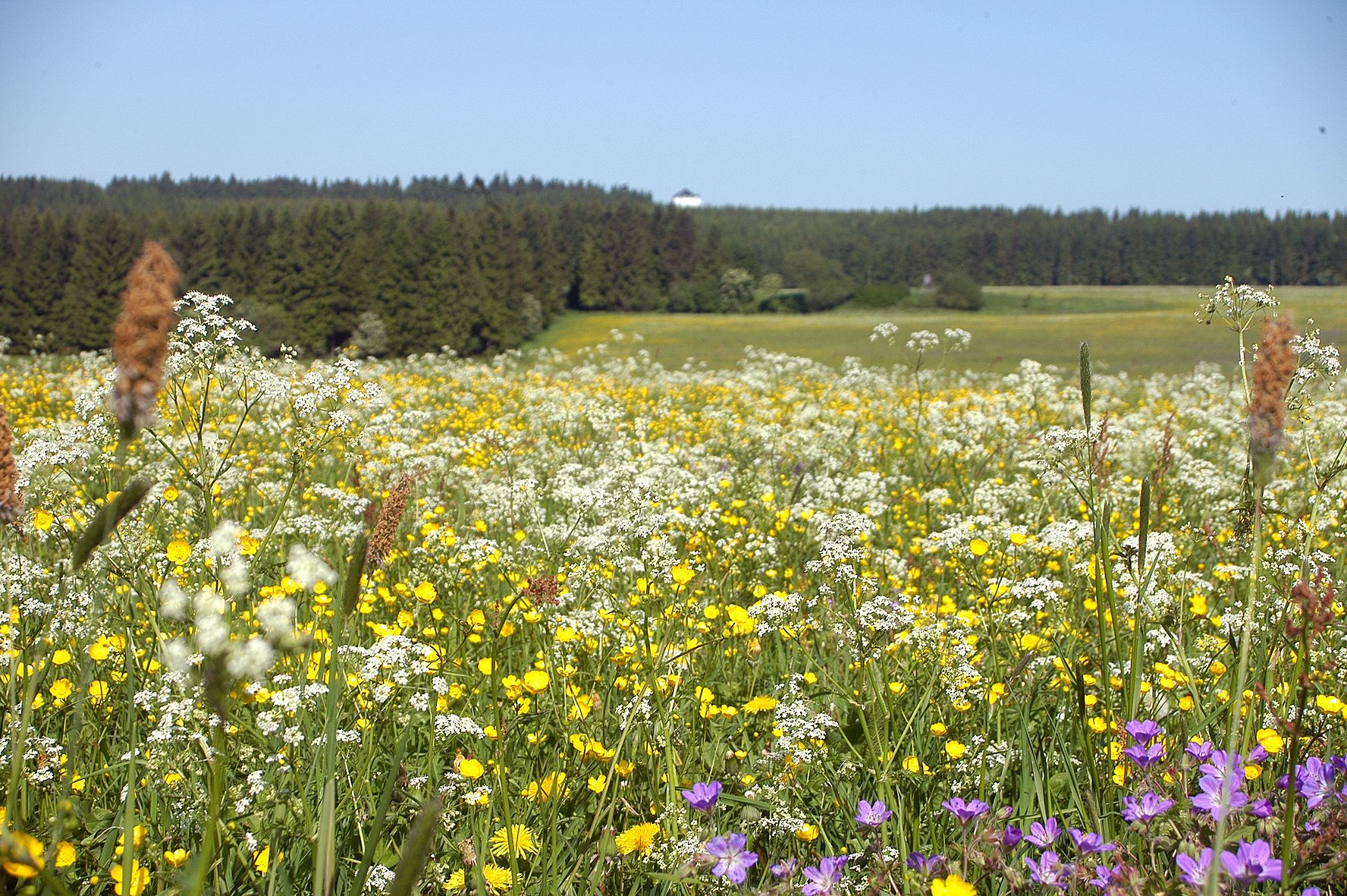 Blumenwiese