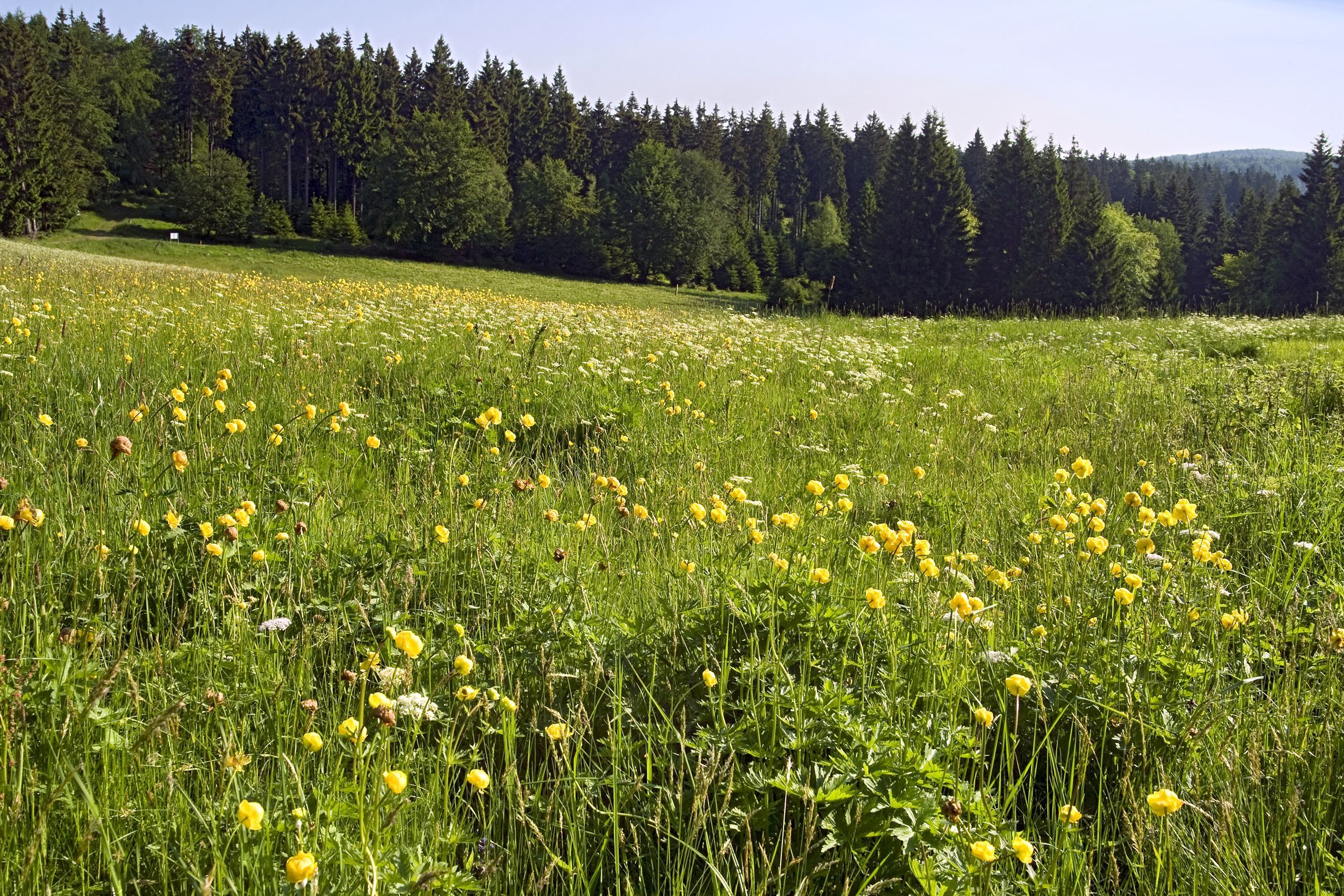 Blumenwiese