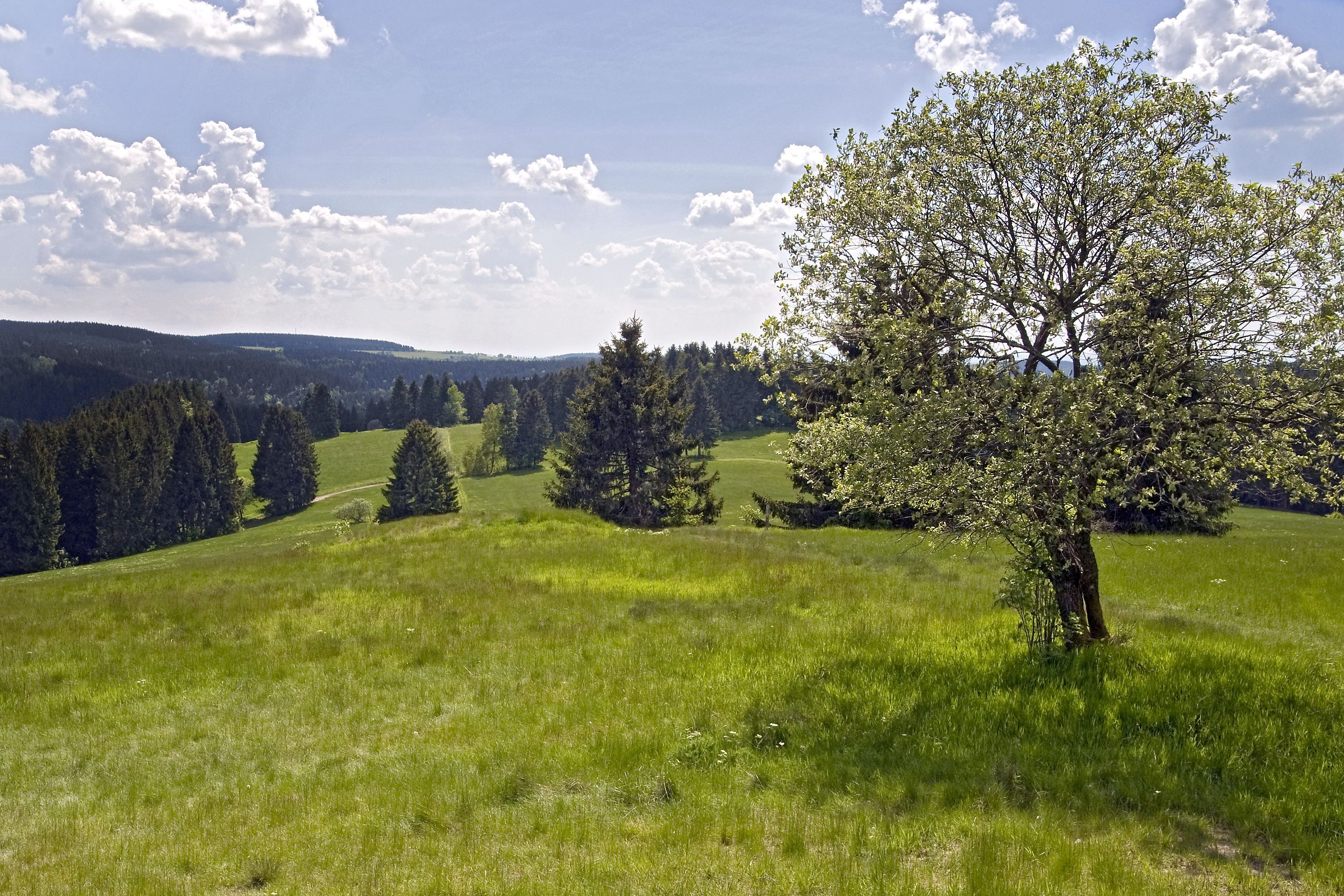Wiese