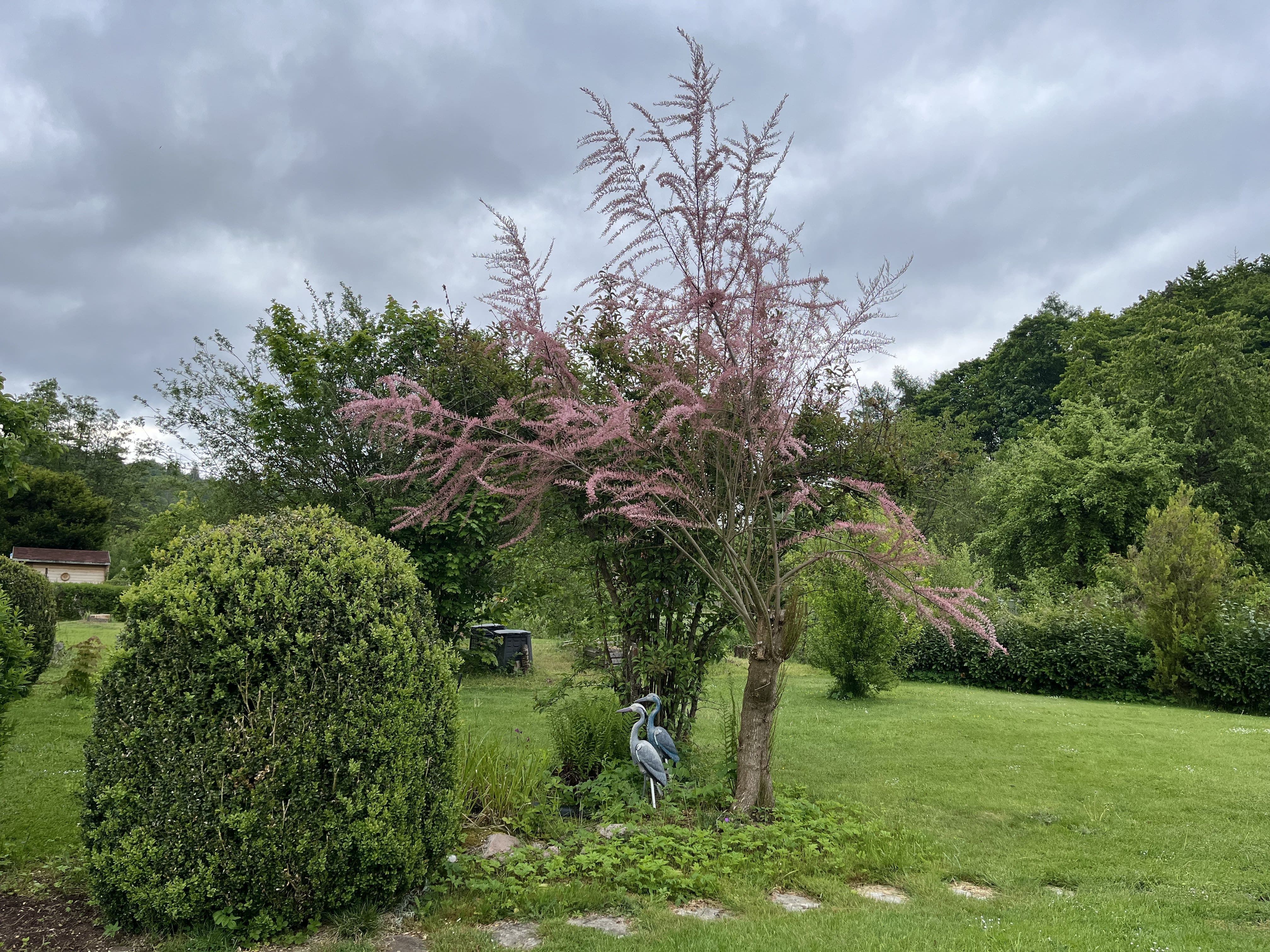 Blick in den Garten