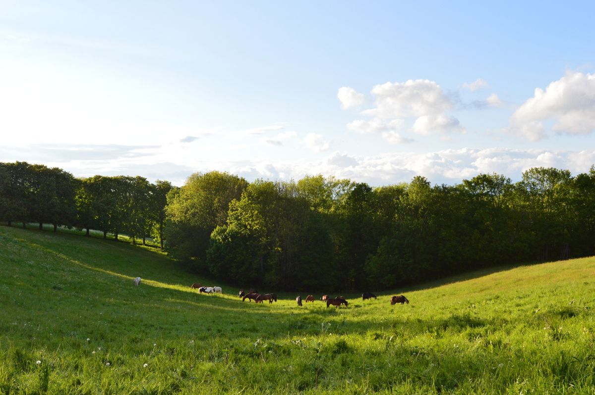 feld