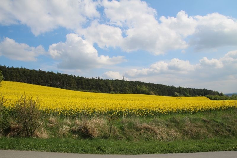 Riechheimer Berg