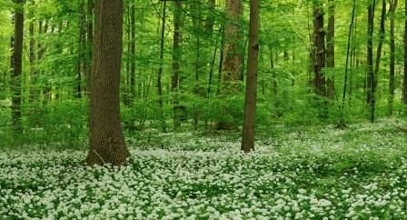 Frühling im Nationalpark Hainich