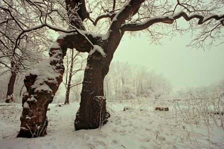 Die Betteleiche im Winter