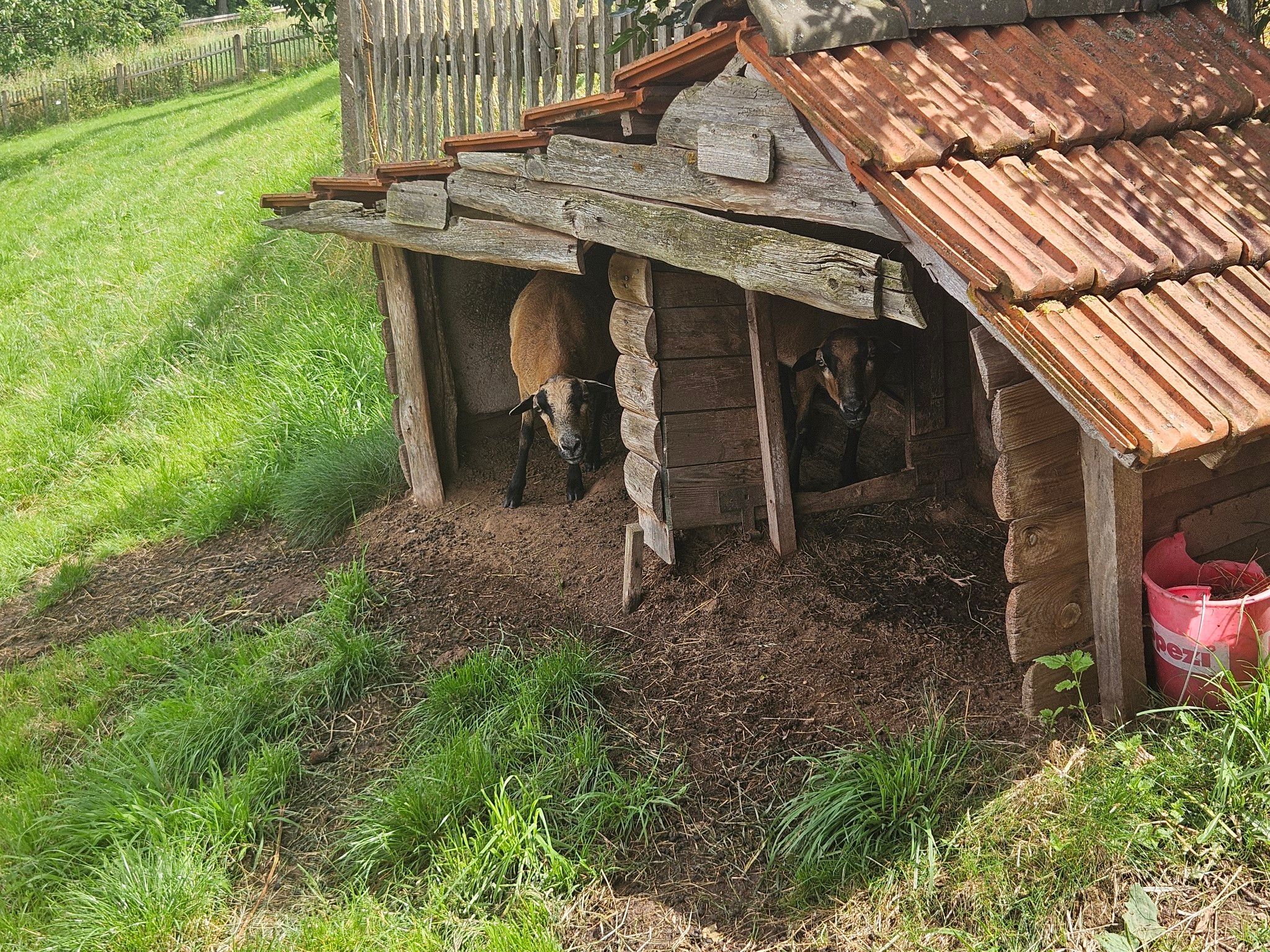 tierische Mitbewohner
