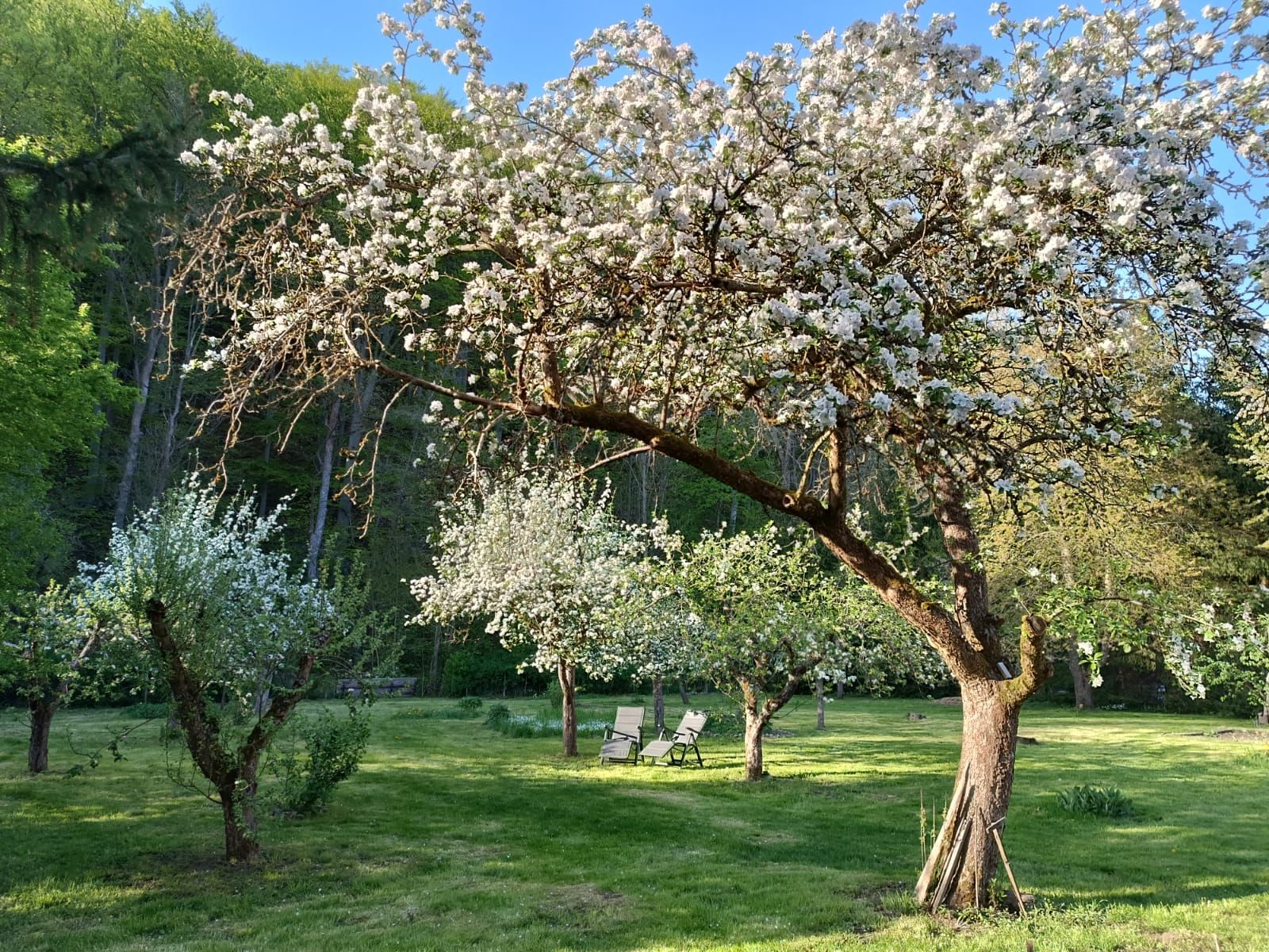 Garten