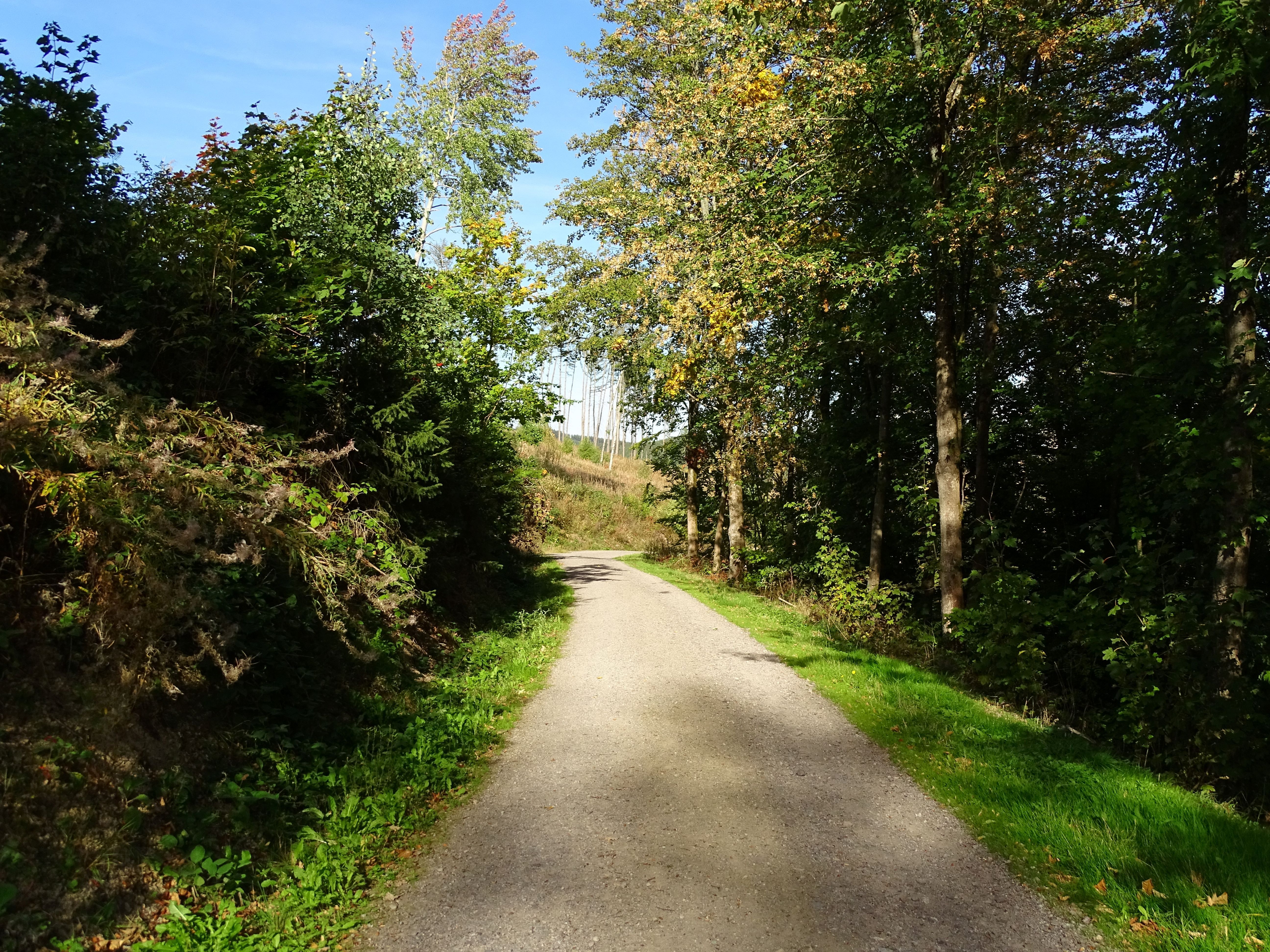 Wanderweg oberhalb vom Ferienhaus / FH Hoffmann Ilmenau