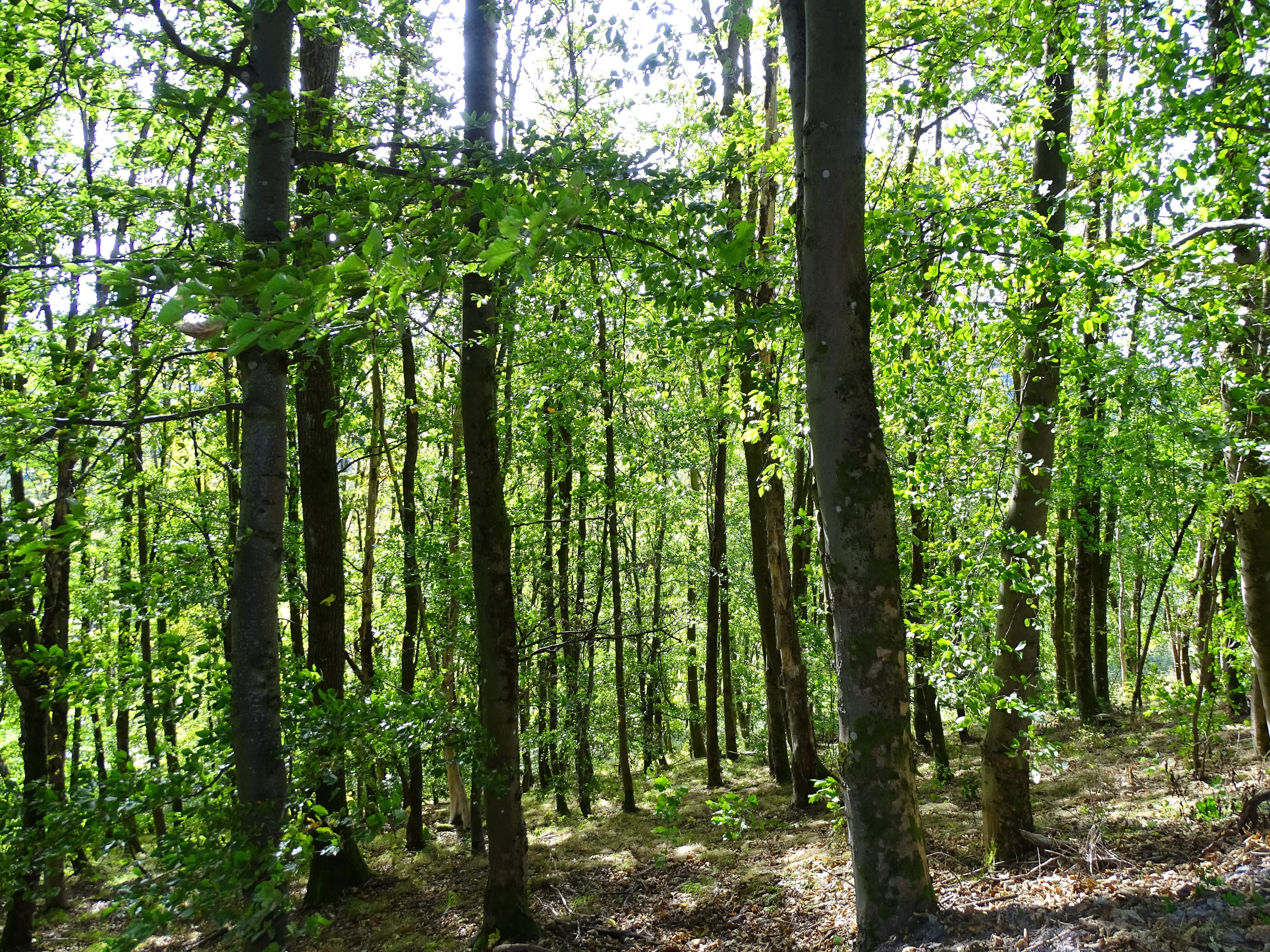 Buchenwald Krummer Weg / FH Hoffmann Ilmenau